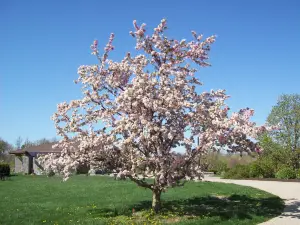 The Arboretum, State Botanical Garden of Kentucky