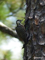 Carolina Sandhills National Wildlife Refuge