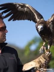 Skywings Falconry