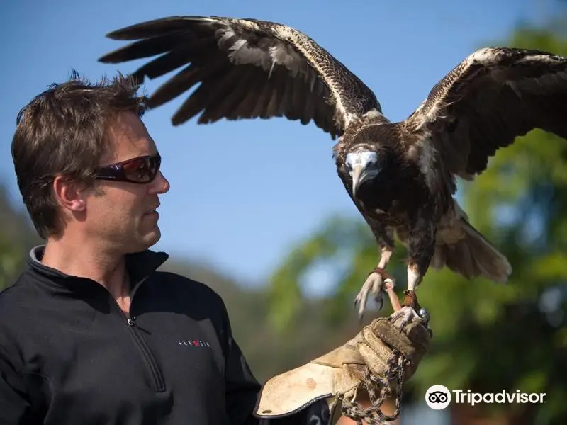 Skywings Falconry