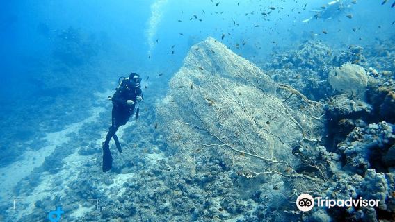 Snorkeling ou mergulho com cilindro em Sharm el-Sheikh