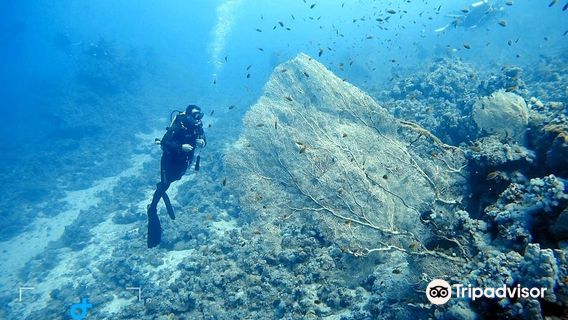 Snorkeling or Scuba Diving in Sharm El Sheikh
