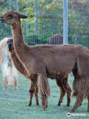 Thunder River Alpacas