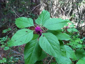Awendaw Passage- Palmetto Trail