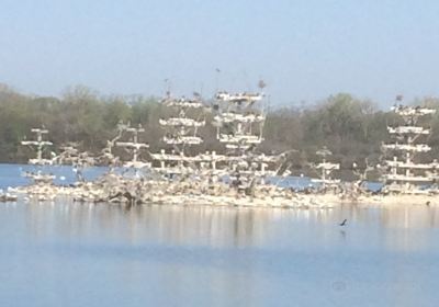 Lake Renwick Heron Rookery Nature Preserve