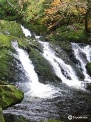 Glengarriff Woods Nature Reserve