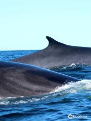 Station de Recherche des Iles Mingan, Inc - Mingan Island Cetacean Study, Inc. (MICS)