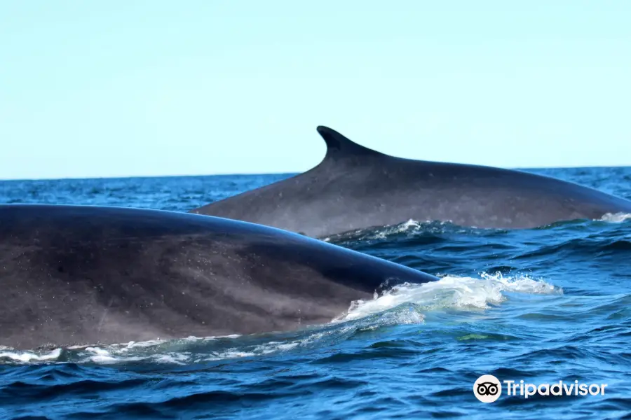 Station de Recherche des Iles Mingan, Inc - Mingan Island Cetacean Study, Inc. (MICS)