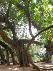 Pillalamarri Banyan Tree