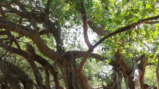 Pillalamarri Banyan Tree