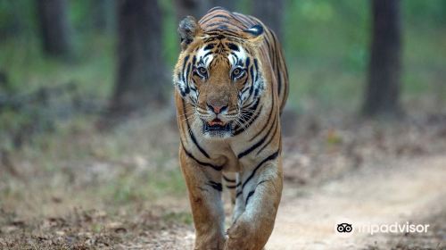 Tiger Safari India