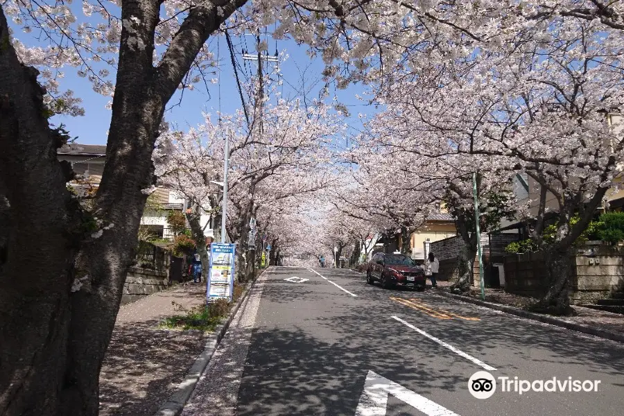 Kamakura Zushi Highland Cherry Blossom Trees