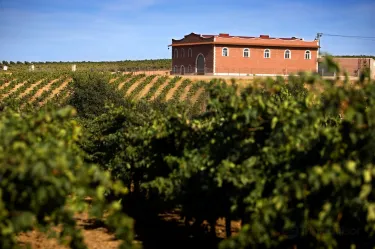 Tierra de Barros