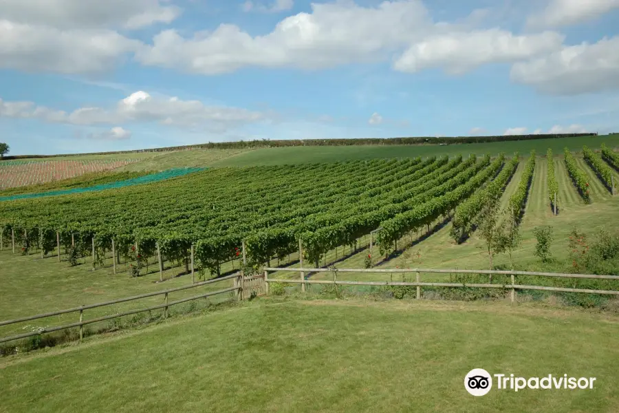 Pebblebed Vineyard