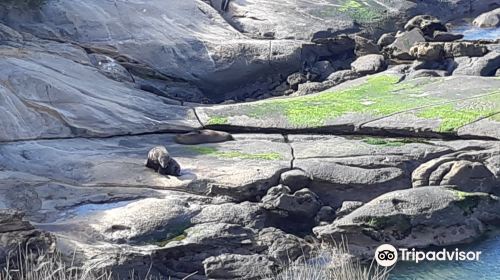 Shag Point Nature Reserve