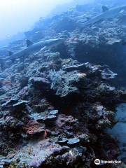 Dive Tonga