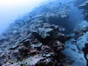 Dive Tonga