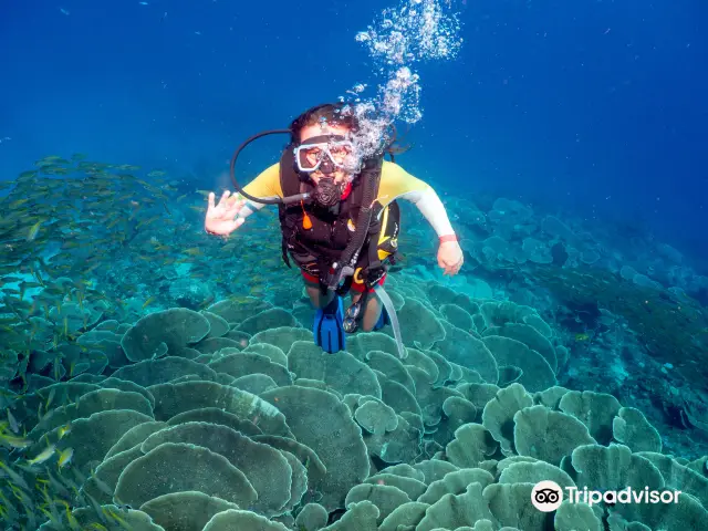 Diving in Philippines