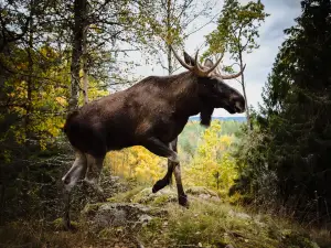 Dalslands Moose Ranch