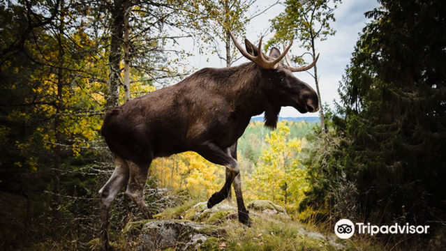 Dalslands Moose Ranch