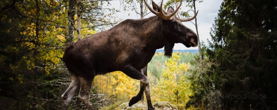 Dalslands Moose Ranch