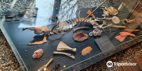 Urgeschichtliches Museum Blaubeuren