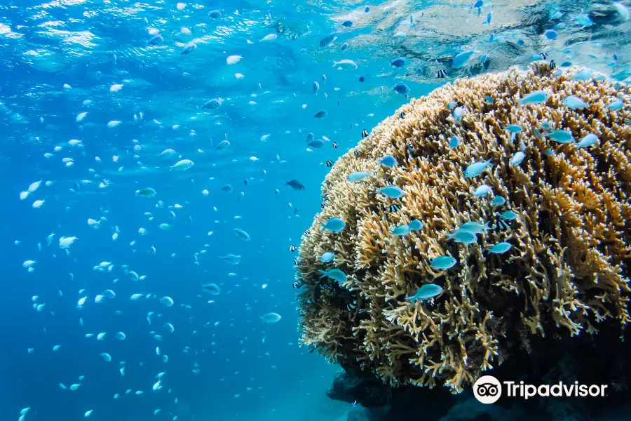 Snorkel Cook Islands