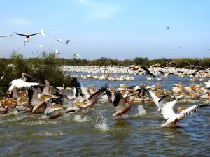 Khu bảo tồn chim quốc gia Djoudj