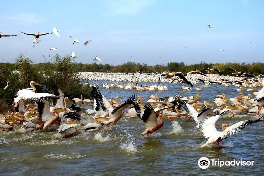 Djoudj National Bird Sanctuary