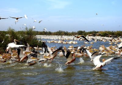Khu bảo tồn chim quốc gia Djoudj