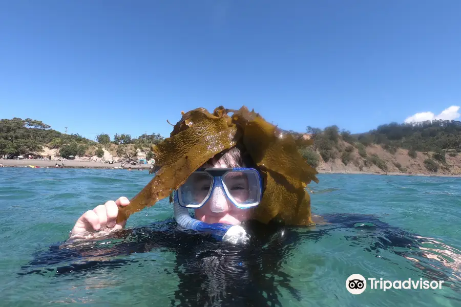 Goat Island Dive & Snorkel