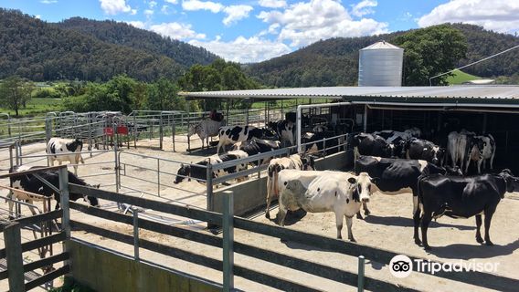 Пайенгана Дейри Компани