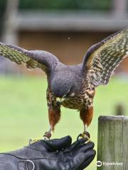 Wingspan National Bird of Prey Centre