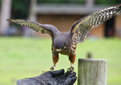 Wingspan National Bird of Prey Centre