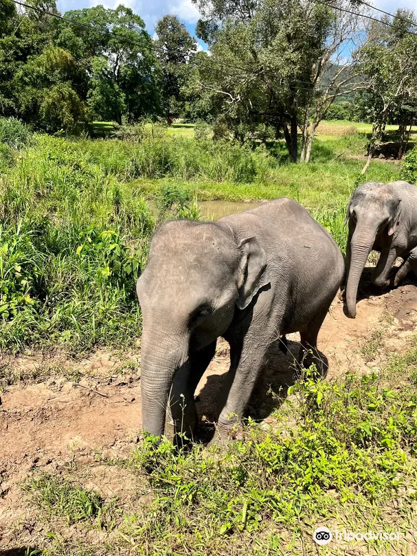 2_JohnnyBoy Elephant Care