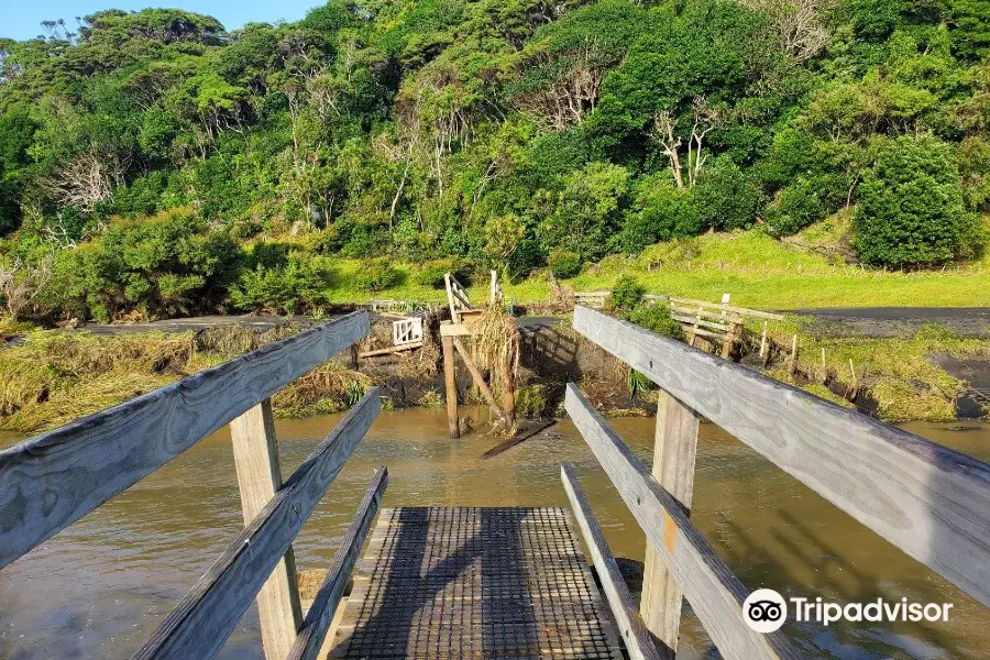 Te Henga Walkway