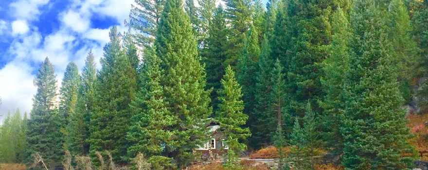 Johnny Sack's Cabin