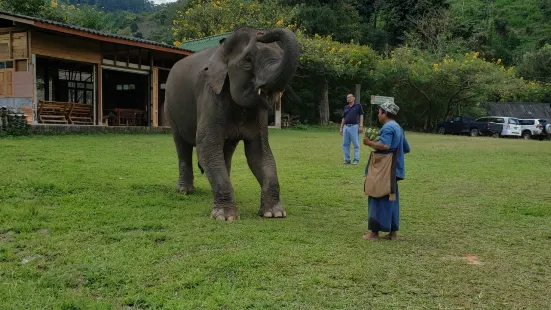 Pong Yang Elephant Camp