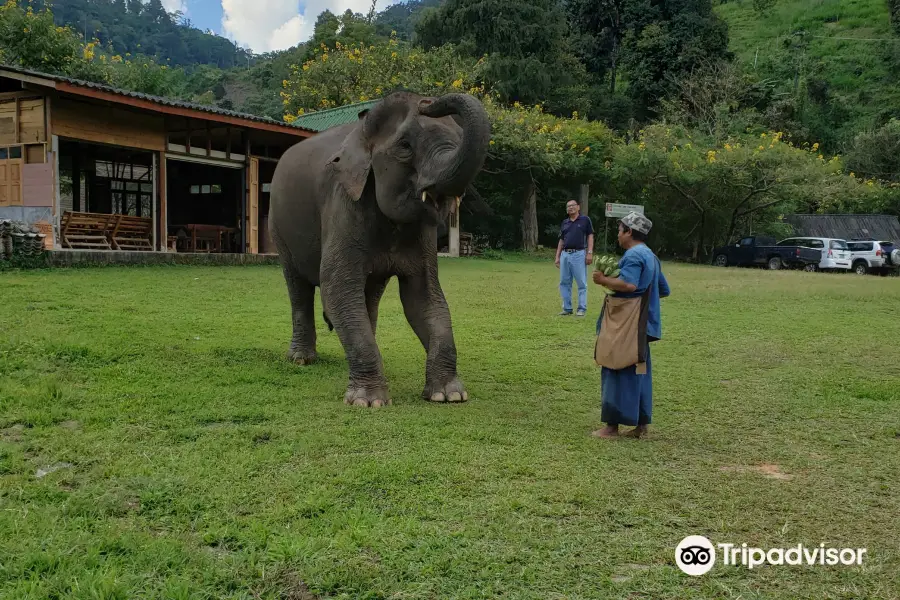 Pong Yang Elephant Camp