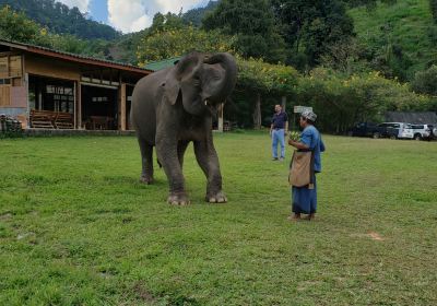 Pong Yang Elephant Camp