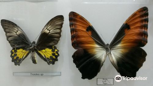 Rahmat International Wildlife Museum & Gallery