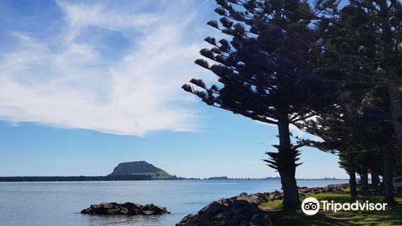 Tauranga