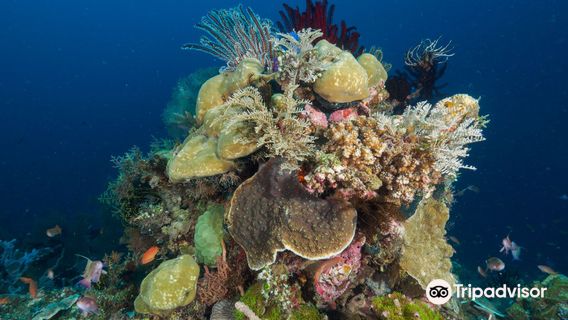 Dreamers Dive Academy