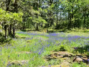 Camassia Natural Area