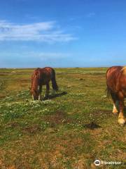 Nationalpark-Seminarhaus Hooge (Schutzstation Wattenmeer)