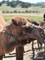 Oasis Camel Dairy