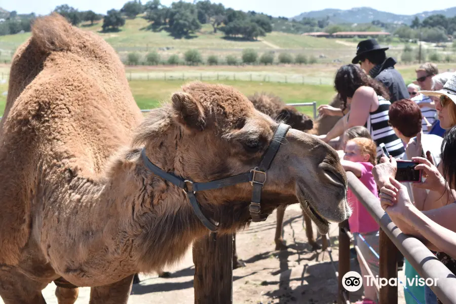 Oasis Camel Dairy