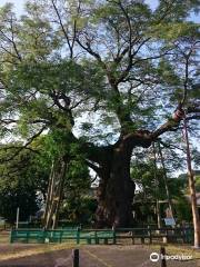 琴平町の大センダン