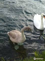 Nene Park Peterborough