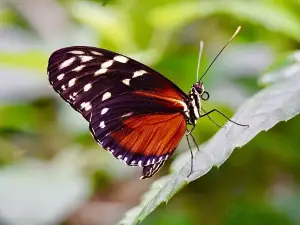 Cambridge Butterfly Conservatory